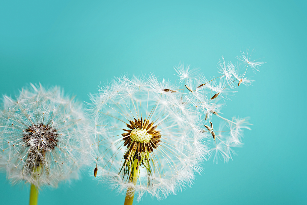 Two dandelions blowing in the wind on a blue background