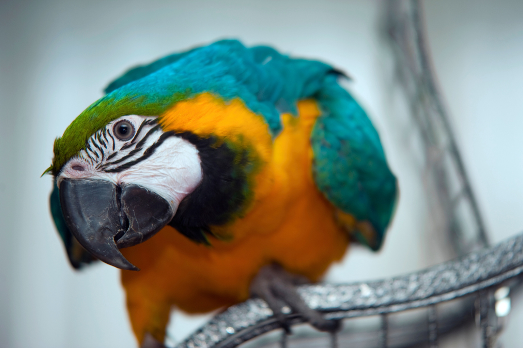 A colourful parrot perched on top of a metal cage, looking with curiosity.